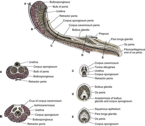 dick pis|Penis: Anatomy, Picture, Erection, and Ejaculation